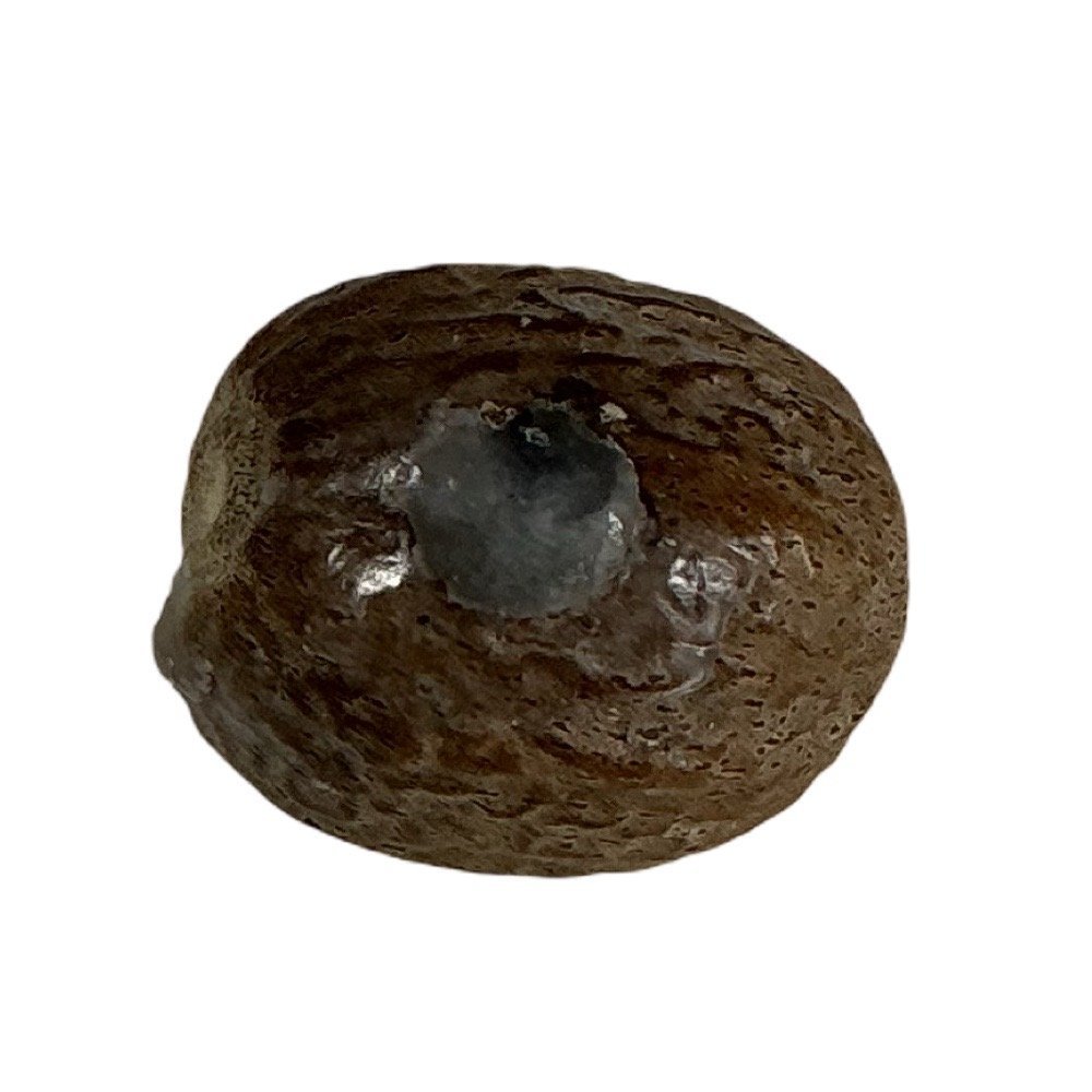 Fixed Lucky Nutmeg